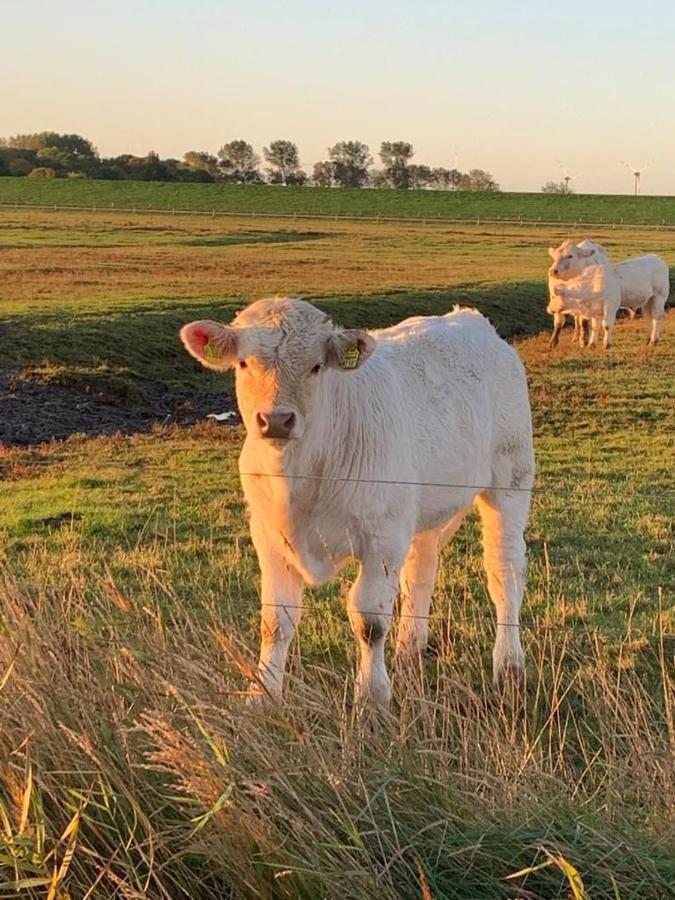 Ferienwohnung Hein Am Nordseedeich Butjadingen Eksteriør bilde